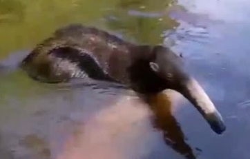 Rescatan a un oso hormiguero gigante en una laguna de Sur del&nbsp;Lago