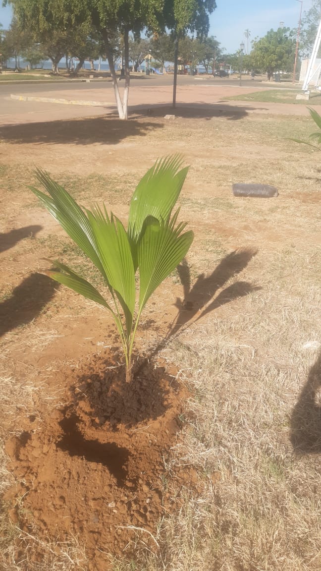 *Cabimas: Realizan jornadas de Plantación de Árboles&nbsp;emblemáticos*