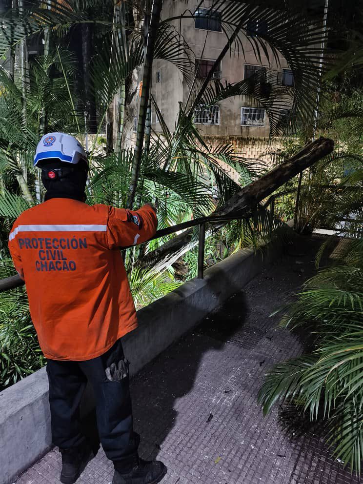 Alcaldía de Chacao despejó 72 árboles y 11 toneladas de desecho vegetal en tiempo récord tras fenómeno&nbsp;climático